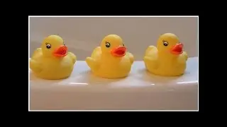 Some rubber ducks harbour 'potentially pathogenic bacteria' | CBC News