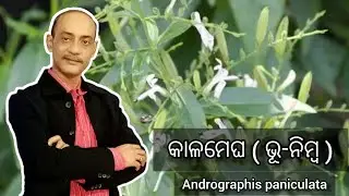 କାଳମେଘ ( ଭୂ-ନିମ୍ବ ) | andrographis paniculata | Green chiretta Plant