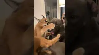 Caracal Cat vs Dog fight😸👊 #tiktok #tiktokfunny #tiktokmoments #caracal #cat