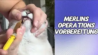 Katze mit Herzproblem und FORL