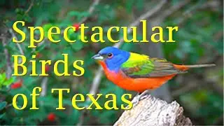 Spectacular Birds of Texas in 4K