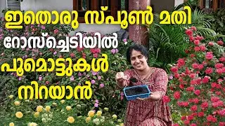 റോസ് ചെടി പൂക്കാൻ ഒരേയൊരു വളം ♥️New tips unlockd