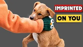 7 Signs Your Dog Loves You
