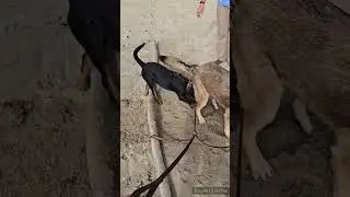 First Time Using Dual Dog Leash// Service Dogs // Walk on the Beach // Review 🐕&zwj;🦺🐾