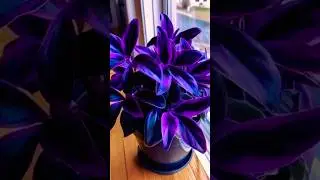 Purple color plants collection 💜 #plants #shorts #garden