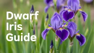 Beautiful Dwarf Iris - Why Gardeners Love These Flowers
