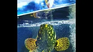 My Daily Fish Feeding Routine EP110 ONZZ Fishkeeping