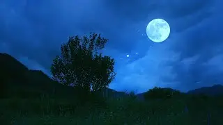 Crickets & Cicadas Chirping on the Grassy Hill | Breezy Night for Sleep & Relaxation