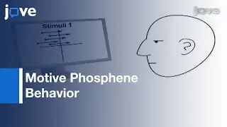 State-Dependency Effects On TMS: Motive Phosphene Behavior l Protocol Preview