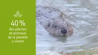 Les zones humides: Riches &eacute;cosyst&egrave;mes