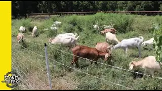 Moving the Premier 1 Electric Net for our Kiko Goats