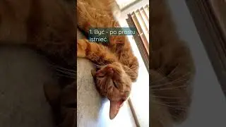 #gingercat #12floorsofawakening #bestill 💫