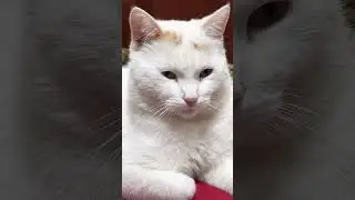 Чем больше ты весишь, тем меньше шансов тебя похитить #cat #котофейка #цитаты #кот #видосыоткота