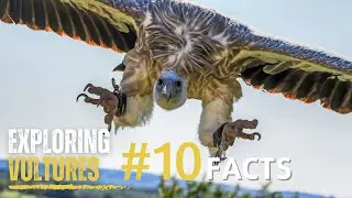 Unlocking the Mysteries: Interesting Facts About Vultures Revealed!