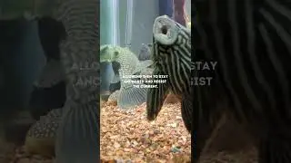 The Royal Pleco: Masters of Suction and Algae Busters #fishfacts #AquaticMarvels #RoyalPleco