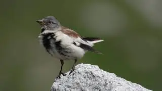 Fringuello alpino (Montifringilla nivalis)