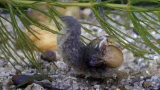 Feedind of great silver water beetle larva/K&ouml;z&ouml;ns&eacute;ges &oacute;ri&aacute;scsibor l&aacute;rva t&aacute;pl&aacute;lkoz&aacute;sa