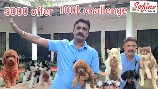 Poodil. Husky. Shitzhu. Doberman and German shepherd puppies  .     100k  challenge