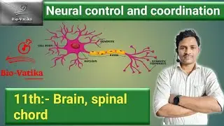 Bio vatika :- class :- 11th II Neural Control and  Coordination ; - Brain , Spinal chord II