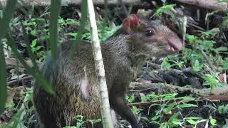 A lucky forest rodent hides its food