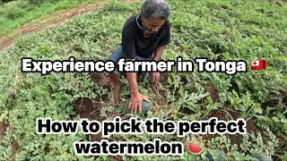 Day in a life of  picking vegetables and watermelon for Saturday market in Tonga 🇹🇴