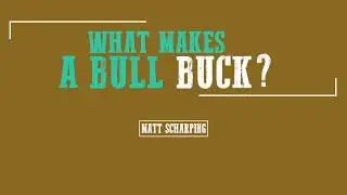 Matt Scharping: What Makes A Bull Buck?