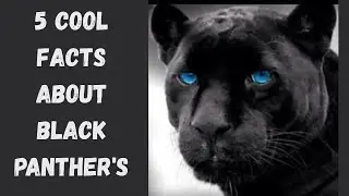 5 Cool Panther Facts!