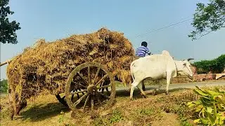 Cow cart heavy fully load Ride on Village road  || Bull cart race || Bullock cart