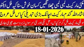 Today Wheat price in punjab//گندم کا ریٹ2026/munji makki till sarso/Galla mandi rate today 2026