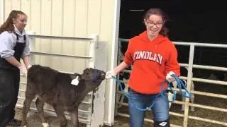 Putting a Halter on a Calf