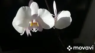 Phalaenopsis philippinensis второе цветение