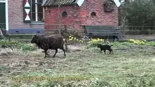 Lammetjes op Klein Spijkerbos