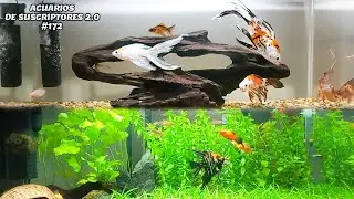 ACUARIOS DE SUSCRIPTORES 2.0 #172 | Carpa Koi, Pez Guppy, Pez Platy | AcuariosLP