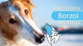 ► Borzoi Breed [2020] Temperament & Training