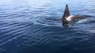I THINK WE NEED A BIGGER BOAT - ORCA CLOSE ENCOUNTER