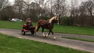 Welsh Cob mare breaking to drive