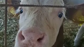 Komşumuzun inekleri ve köpekleriyle oynadık! Çok eğlenceliydi! #keşfet