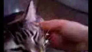 richards cat