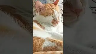 tupai is sleeping