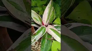Stromanthe Triostar /pinky nursery #garden flowers #home garden #nature #garden plants #nature lover
