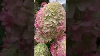 Презентация гортензии  Living Summer Love. 07.09.2021