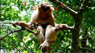 Baby monkey Rex and mommy Rose very good Sleep