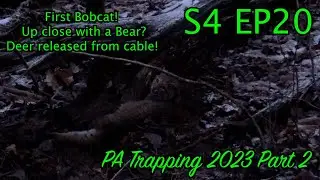 PA BOBCAT TRAPPING Public Land Bear encounter!