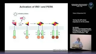 Y. Argon - Tuning the ER stress response to fit the stress