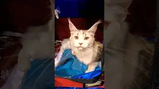 meeting adorable maine coon kittens