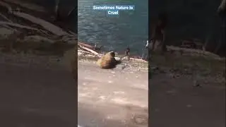 Bear eats baby moose 🥺 #bear #grizzlies #attack #fyp #viralshorts #hunting #moose #babyanimals