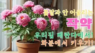 작약 화분 키우기 완벽 가이드 | 작약 키우기 실패 없는 방법 | 화분 심는 시기부터 꽃 피우기까지🌸