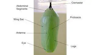 Mondays with Martha #61 - Monarch Chrysalis Development & Emergence