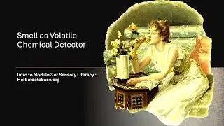 Smell as Volatile Chemical Detector