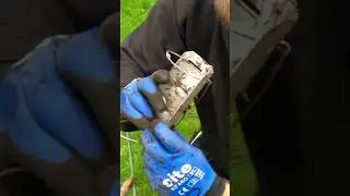 Установка ловушки для кротов #ловушки #борьба с вредителями #егерь